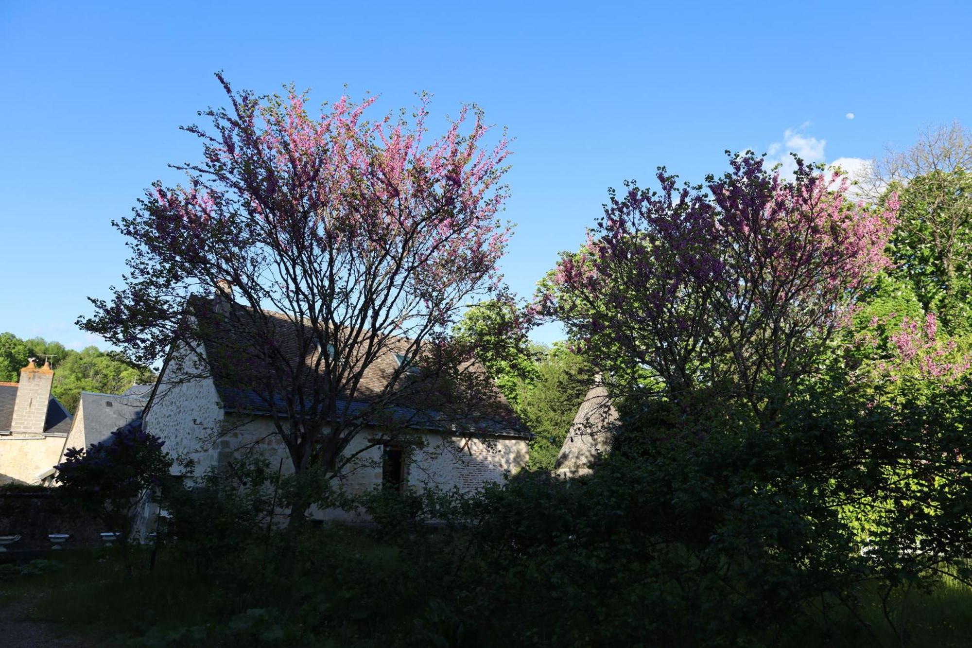 Castel Saint Laurent Langeais Bagian luar foto